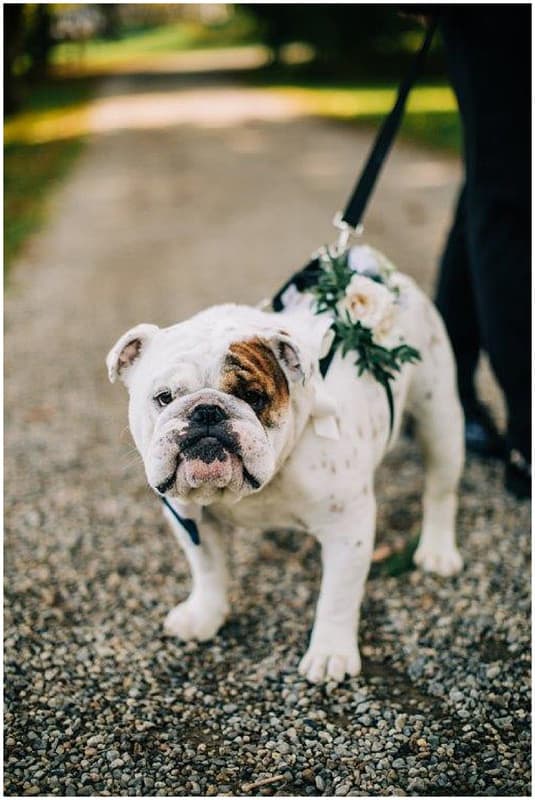 dog at the wedding in NJ