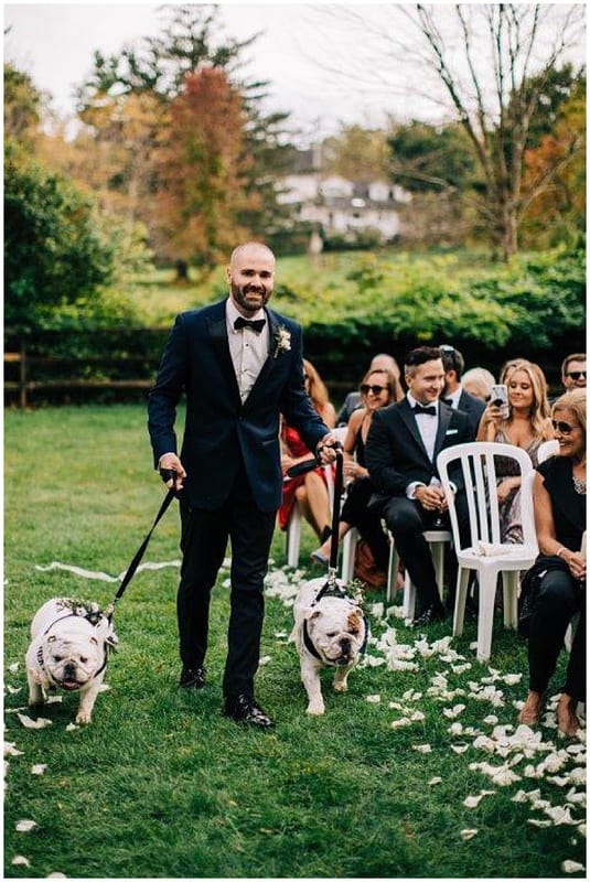 dogs walking down the aisle