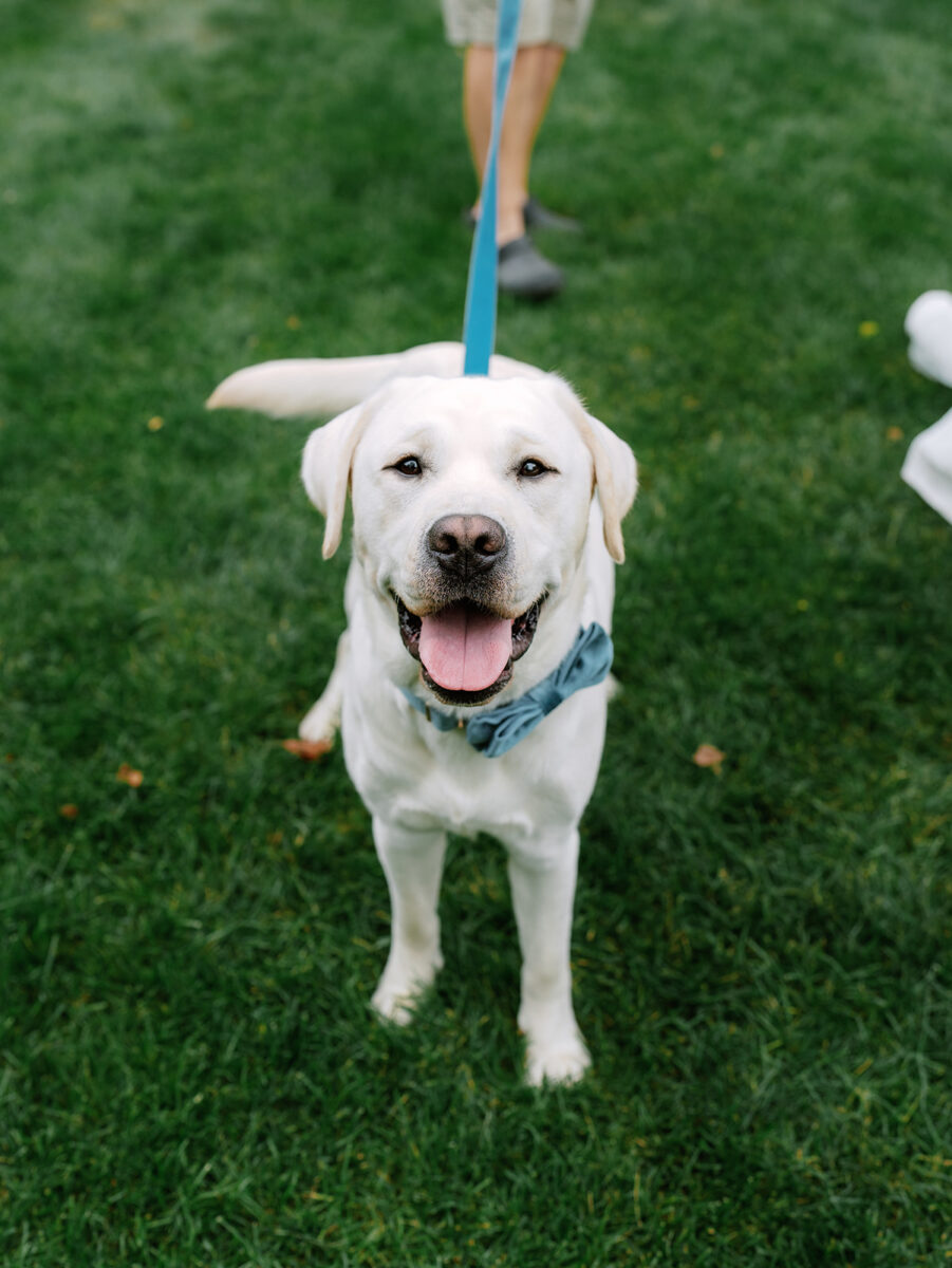 Dog walking down aisle at pet-friendly Crossed Keys Estate wedding venue NJ