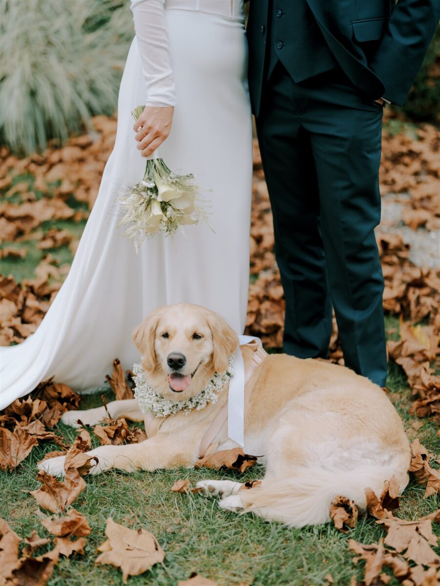 Golden Retriever with Floral Collar