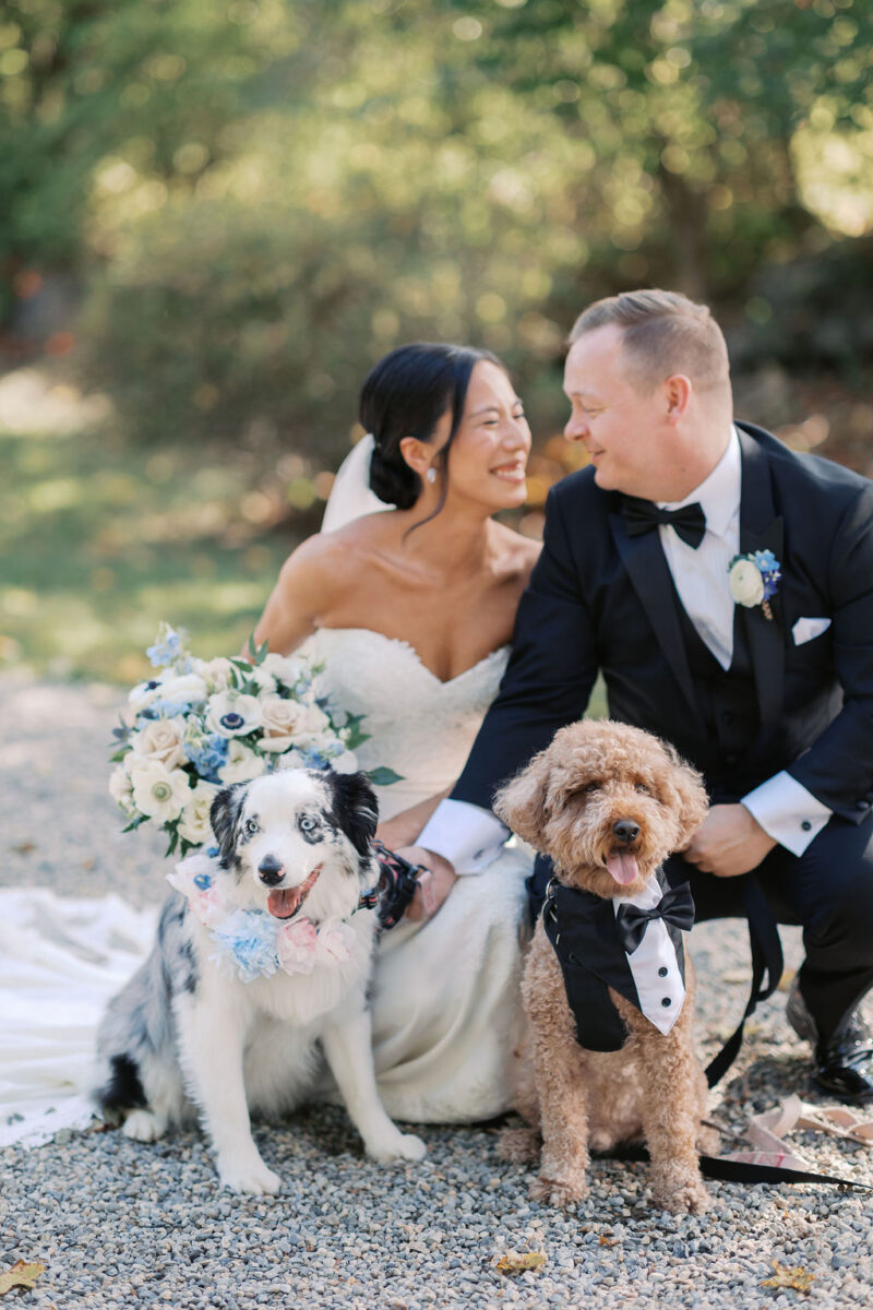 Bride and groom with Australian Shepard and golden doodle. Incorporating your puppies on your wedding day.