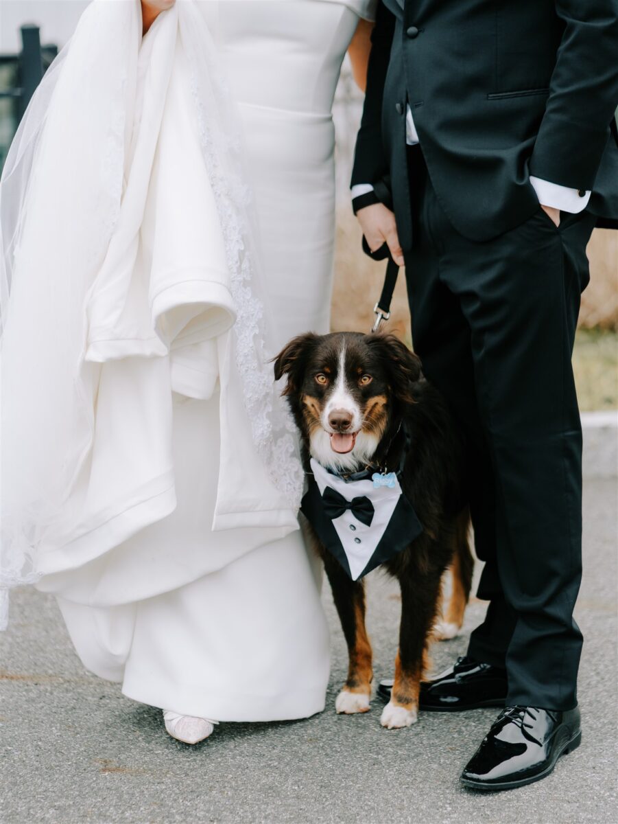 Fur-baby on his parent's wedding day
